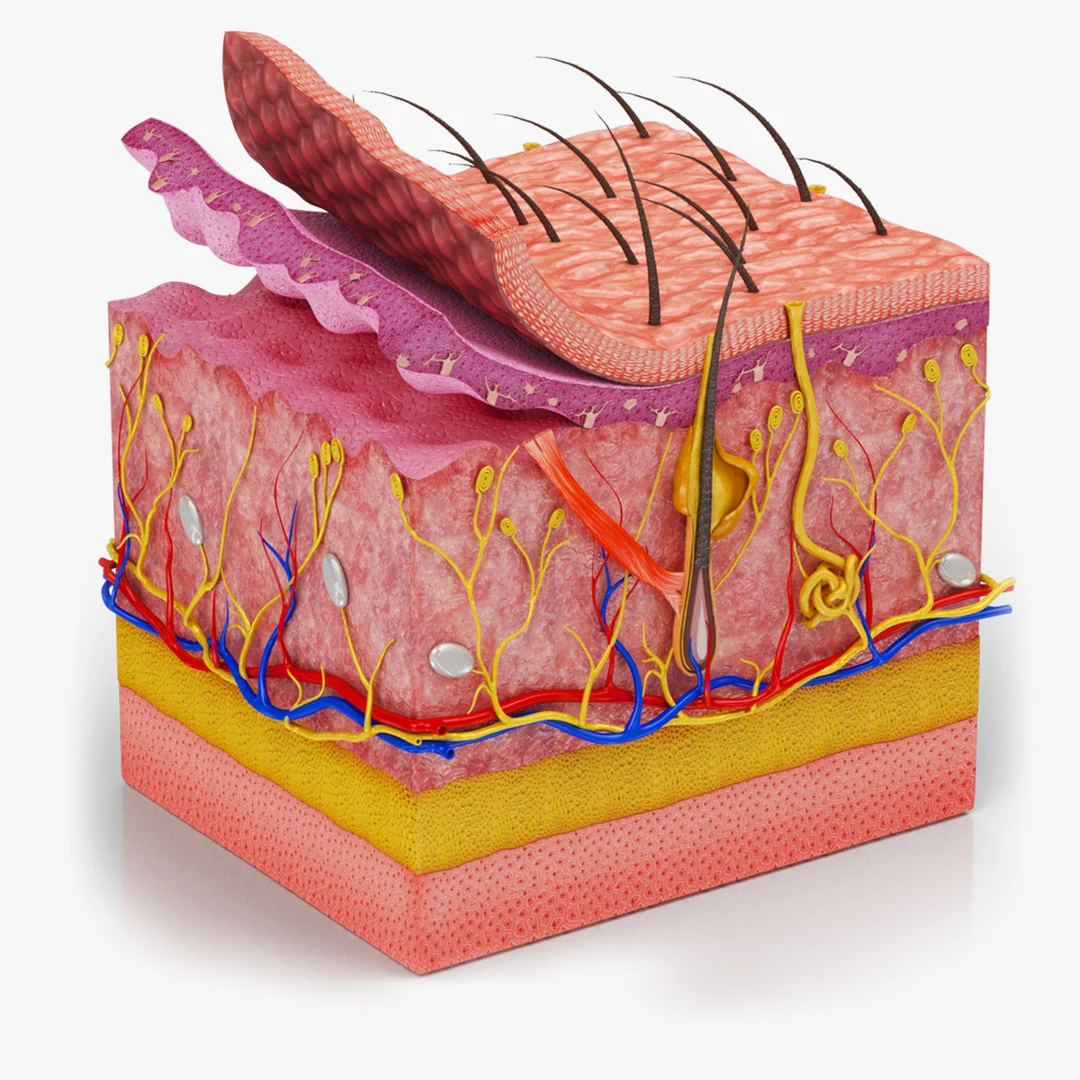 Hypodermis