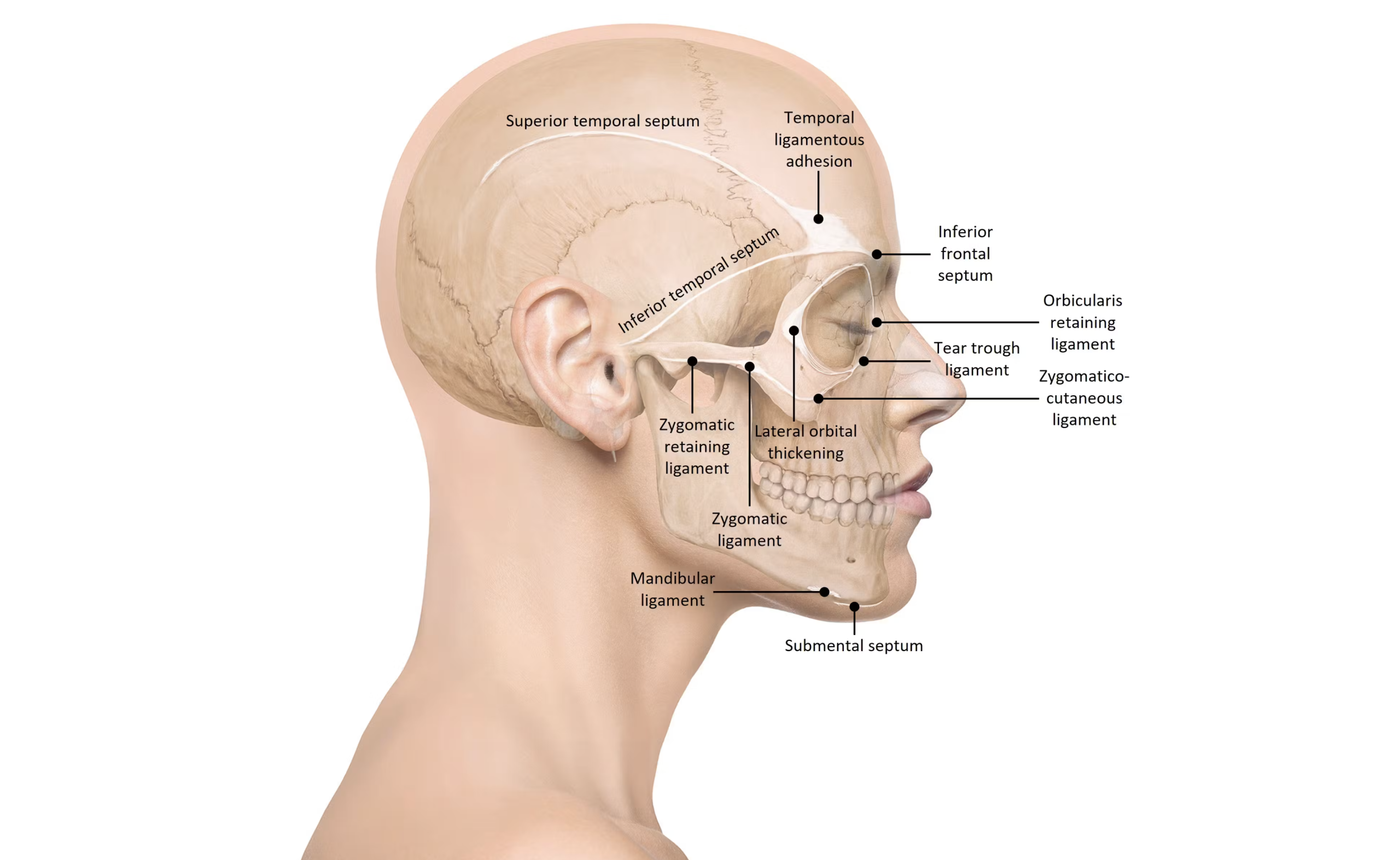 face ligament