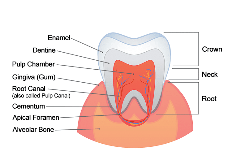 layers of teeth
